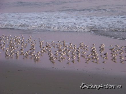 A Beach of Birds