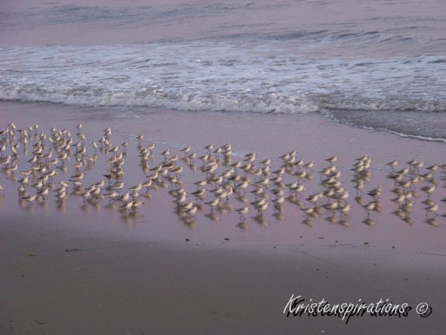 A Beach of Birds