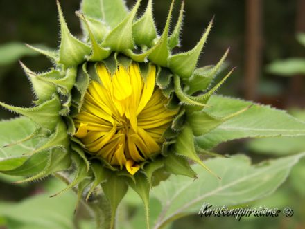 A Sunflower’s Pause