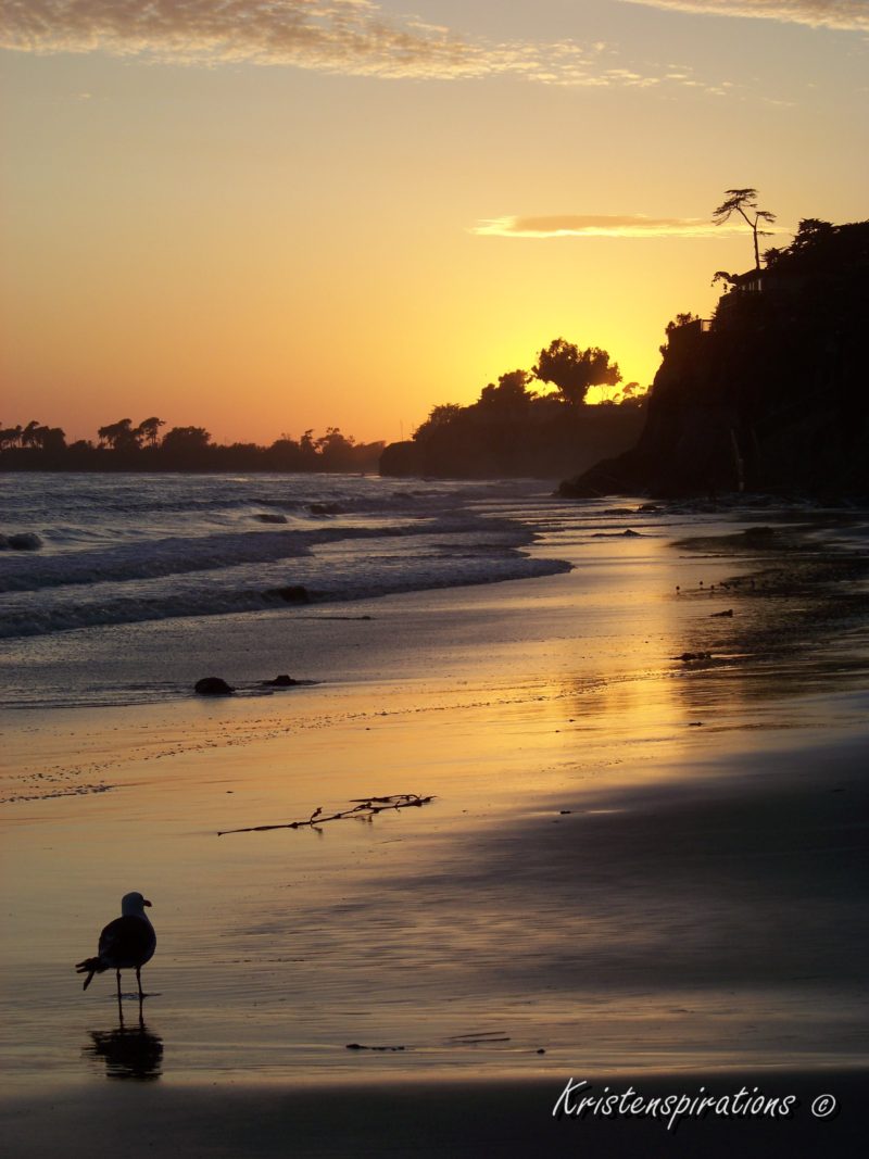 Gull at Sunset — Isla Vista, CA
