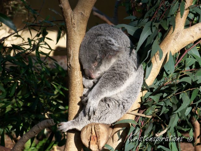 Naptime: Koala