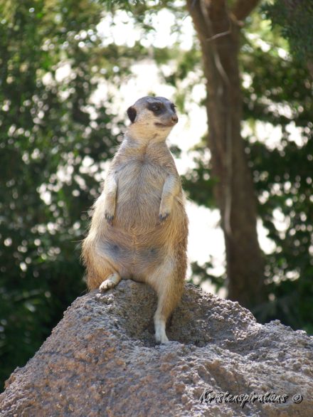 Meerkat and Chill