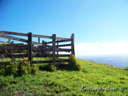 A Hawaiian Pasture