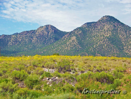 Mountain Blooms