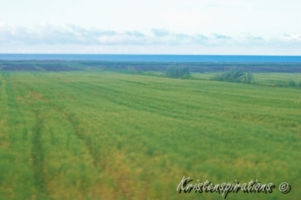 Coastal Field