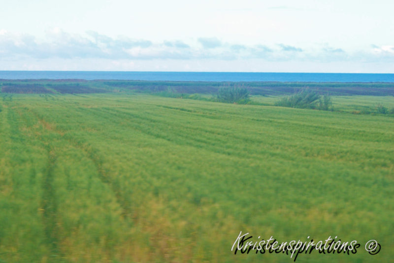 Coastal Field