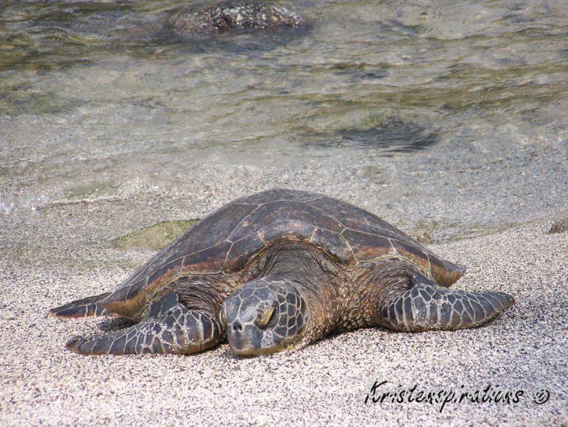 Sunbathing Sea Turtle