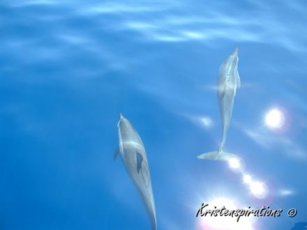Drifting Dolphins