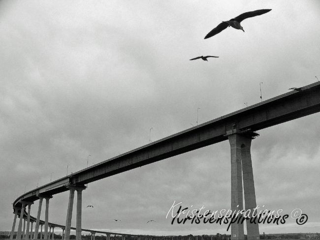 Gloomy Gulls — Coronado Bridge, San Diego, CA