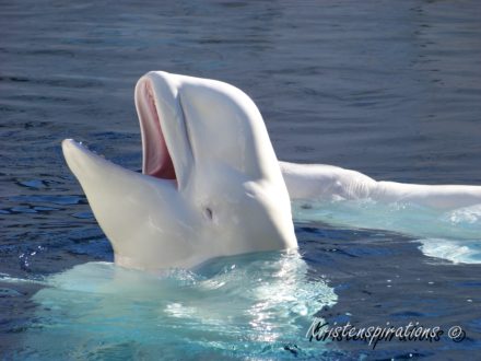 Happy Beluga