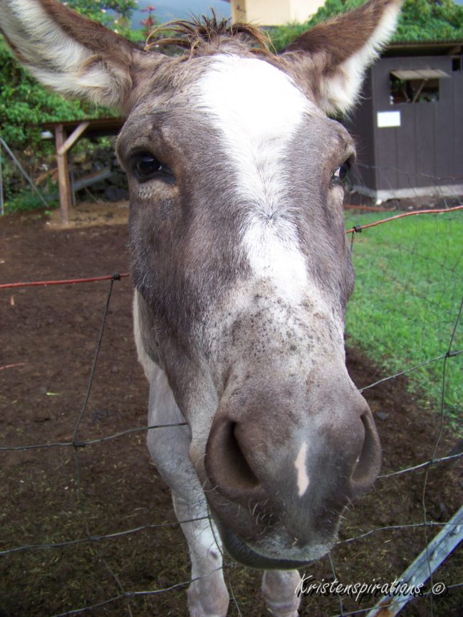 Hey There Donkey