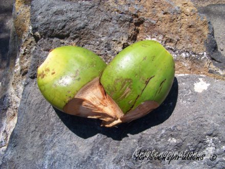 Heart of Coconut