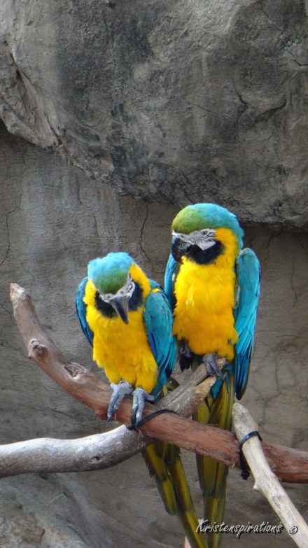 Perching Parrots