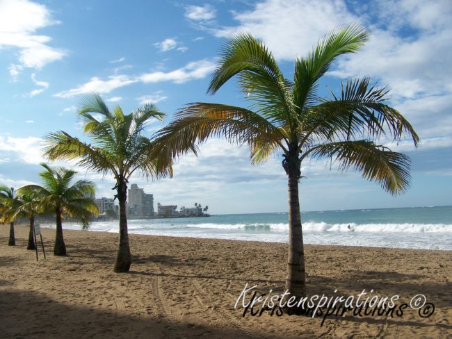 Perfect Palm Paradise — Miami, FL