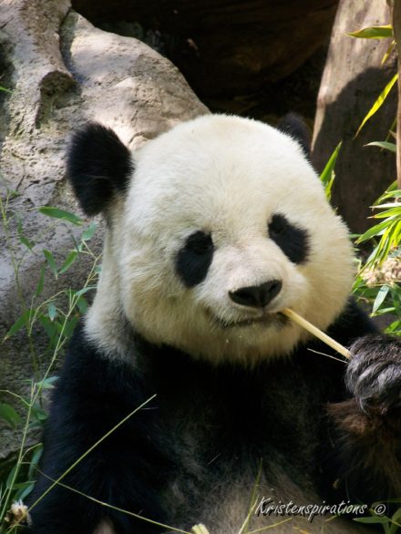 Panda Munch — San Diego Zoo, CA